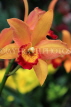 MALAYSIA, Cameron Highlands, orchid farm, Cattleya Orchid, MSA600JPL