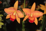 MALAYSIA, Cameron Highlands, orchid farm, Cattleya Orchids, MSA598JPL