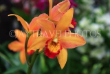 MALAYSIA, Cameron Highlands, orchid farm, Cattleya Orchids, MSA603JPL
