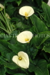 MALAYSIA, Cameron Highlands, white Arum Lily flowers, MSA499JPL
