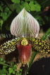 MALAYSIA, Kuala Lumpur, Paphiopedilum Orchid, MSA570JPL