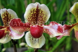 MALAYSIA, Kuala Lumpur, Paphiopedilum Orchid, MSA581JPL