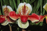 MALAYSIA, Kuala Lumpur, Paphiopedilum Orchid, MSA582JPL