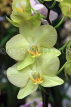 MALAYSIA, Kuala Lumpur, Phalaenopsis Orchids, MSA568JPL