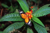 MALAYSIA, Penang, Blue Glassy Tiger Butterfly, MSA549JPL