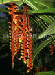 MALAYSIA, Penang, Crab Claw (Lobster Claw) flowers, MSA426JPL