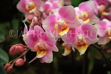 MALAYSIA, Penang, Doritaenopsis Orchids, MSA575JPL
