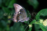 MALAYSIA, Penang, Green (Emerald) Swallowtail Butterfly (wings closed), MSA507JPL