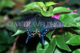MALAYSIA, Penang, Japanese Swallowtail Butterfly, MSA506JPL