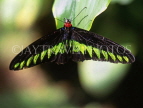 MALAYSIA, Penang, Rajah Brooke's Birdwing Butterfly, MSA418JPL