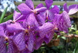 MALAYSIA, Penang, Spray Orchids, MSA497JPL