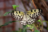 MALAYSIA, Penang, Tree Nymph Butterfly, MSA553JPL