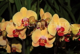 MALAYSIA, Penang, orchid farm, Phalaenopsis Orchids, MSA591JPL