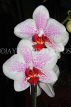 MALAYSIA, Penang, orchid farm, Phalaenopsis Orchids, MSA596JPL