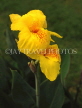 MALAYSIA, Penang, yellow Canna flowers, MSA428JPL