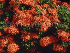 MALAYSIA, flora, Flame of the Woods (Ixora) flowers, MSA510JPL