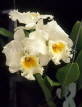MALAYSIA, large white Catleya Orchids, MSA427JPL