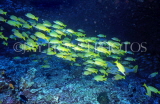 MALDIVE ISLANDS, Coral Reef, shoal of Bluestripe Snapper, MAL102JPL