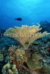 MALDIVE ISLANDS, Coral reef, Table Coral, MAL103JPL