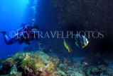 MALDIVE ISLANDS, Coral reef, diver and Bat Fish, MAL602JPL