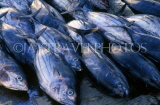 MALDIVE ISLANDS, Male, Tuna fish in market, MAL128JPL