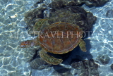 MALDIVE ISLANDS, Turtle in shallow water, MAL85JPL