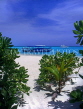 MALDIVE ISLANDS, Velassaru Island, boats and beach with seagrape trees, MAL454JPL