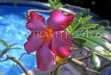 MALDIVE ISLANDS, island, pink Frangipani (Plumeria) flower, MAL16JPL