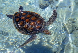 MALDIVE ISLANDS, large Turtle in shallow water, MAL490JPL