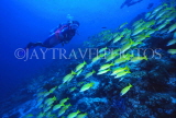 MALDIVE ISLANDS, scuba diver and coral reef, shoal of Bluestripe Snapper, MAL24JPL