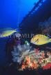 MALDIVE ISLANDS, scuba diver with Vlamings Unicorn fish, MAL601JPL