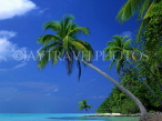 MALDIVE ISLANDS, typical island, seascape and leaning coconut trees, MAL704JPL