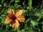 MALDIVE ISLANDS, yellow Hibiscus folower, MAL106JPL