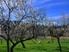 MALLORCA, Almond tree blossom, MAL1128JPL
