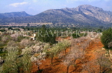 MALLORCA, countryside, Almond trees and mountains, MAL1235JPL