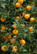 MALLORCA, countryside, orange fruit on tree, MAL1225JPL