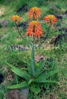 MAURITIUS, Casela Nature Park, Aluvera type flowers, MRU264JPL