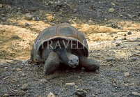 MAURITIUS, Casela Nature Park, Giant Tortoise, MRU253JPL