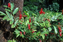 MAURITIUS, Casela Nature Park, Red Ginger flowers, MRU261JPL
