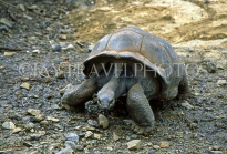 MAURITIUS, Casela Nature Park, giant Tortoise, MRU252JPL