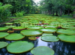 MAURITIUS, Pamplemousses Botanical Gardens, Victoria Regina giant Lily Pond, MRU139JPL