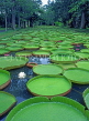 MAURITIUS, Pamplemousses Botanical Gardens, Victoria Regina giant Lily Pond, MRU141JPL