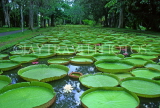 MAURITIUS, Pamplemousses Botanical Gardens, Victoria Regina giant Lily Pond, MRU363JPL