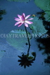 MAURITIUS, Pamplemousses Botanical Gardens, Water Lily, MRU368JPL