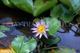 MAURITIUS, Pamplemousses Botanical Gardens, Water Lily, MRU372JPL