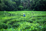 MAURITIUS, Tea plantation, MRU320JPL