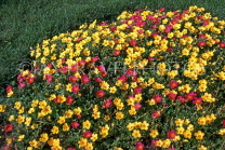 MAURITIUS, flowerbed, wild flowers, MAU398JPL