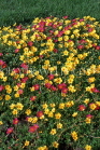 MAURITIUS, flowerbed, wild flowers, MAU399JPL