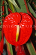 MAURITIUS, red Anthurium flower, MRU402JPL