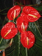 MAURITIUS, red Anthurium flowers, MRU400JPL